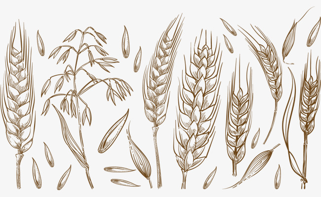 矢量手绘小麦