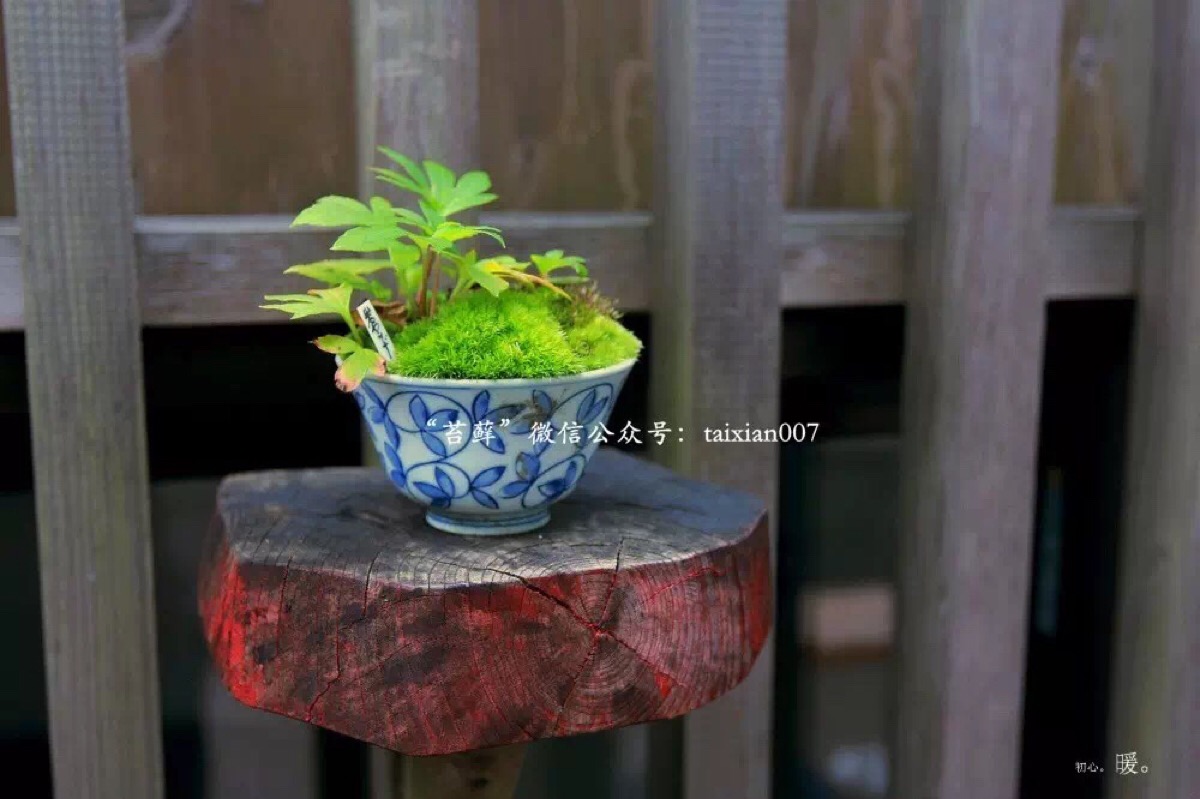 苔藓盆栽