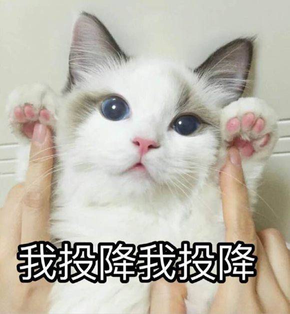 我投降我投降