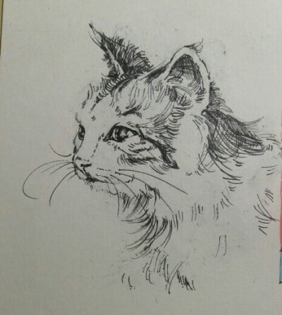 猫咪线描,插画