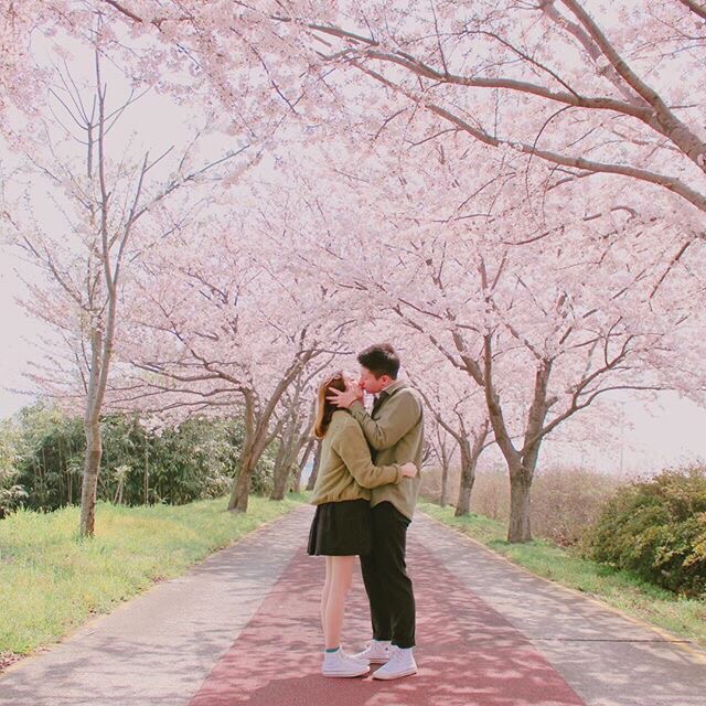 情侣头像 一对 两人 男头 女头 韩国 可爱 粉色 樱花