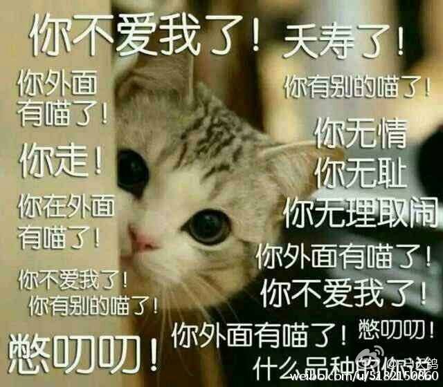 表情包 猫咪 你不爱我了