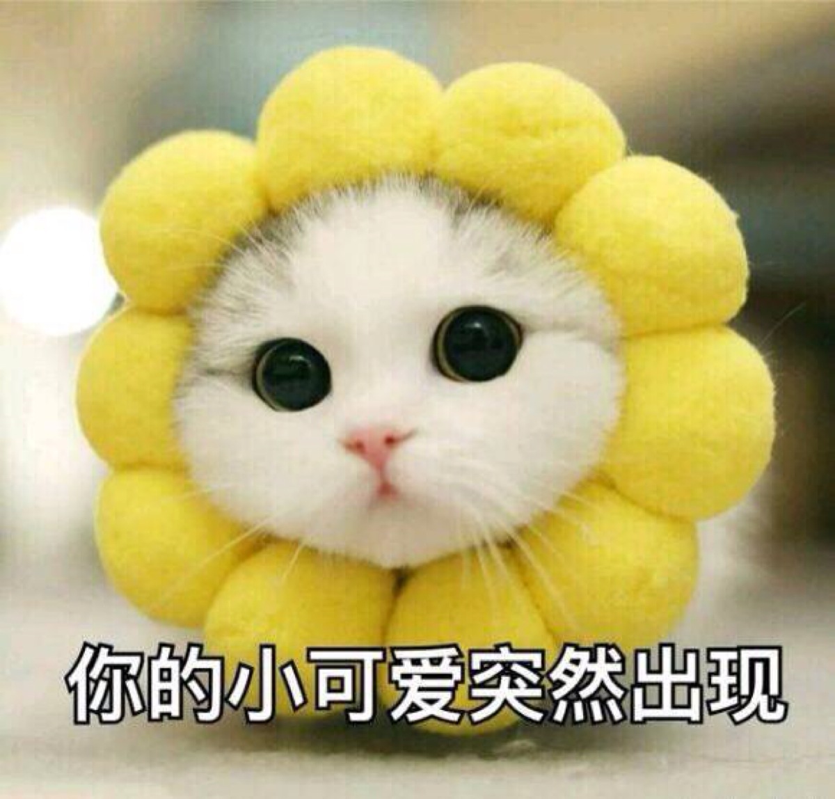 你的小可爱