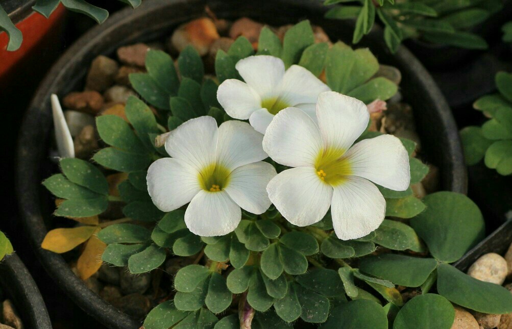 oxalis hawthornides 山楂巢酢浆草