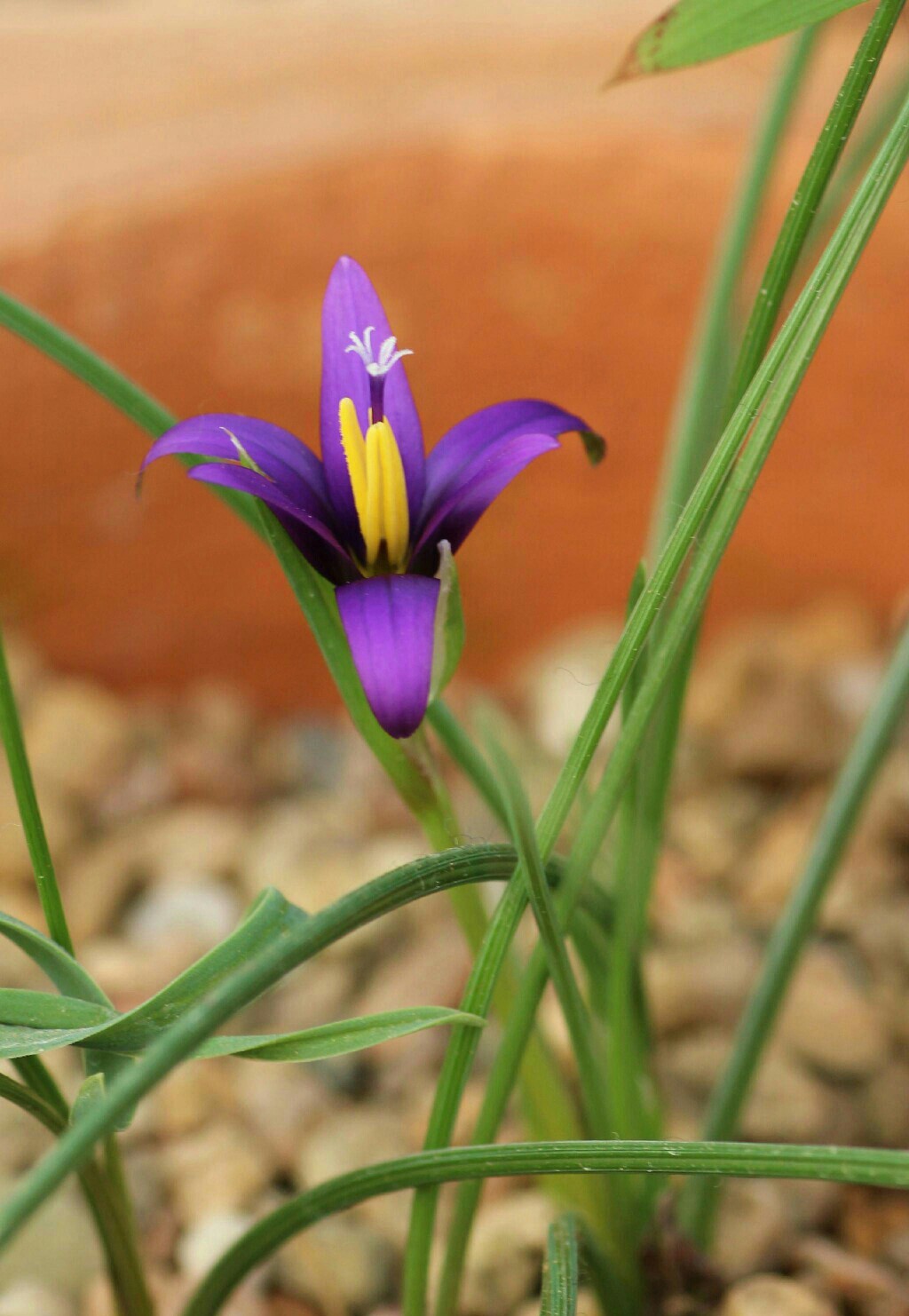 两只早开的罗慕丽,romulea bulbocodium,romulea tempskyana