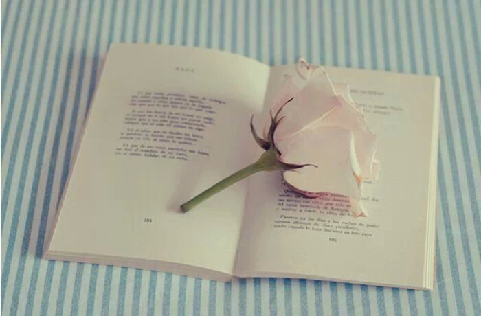 书 玫瑰花 壁纸 意境 好美
