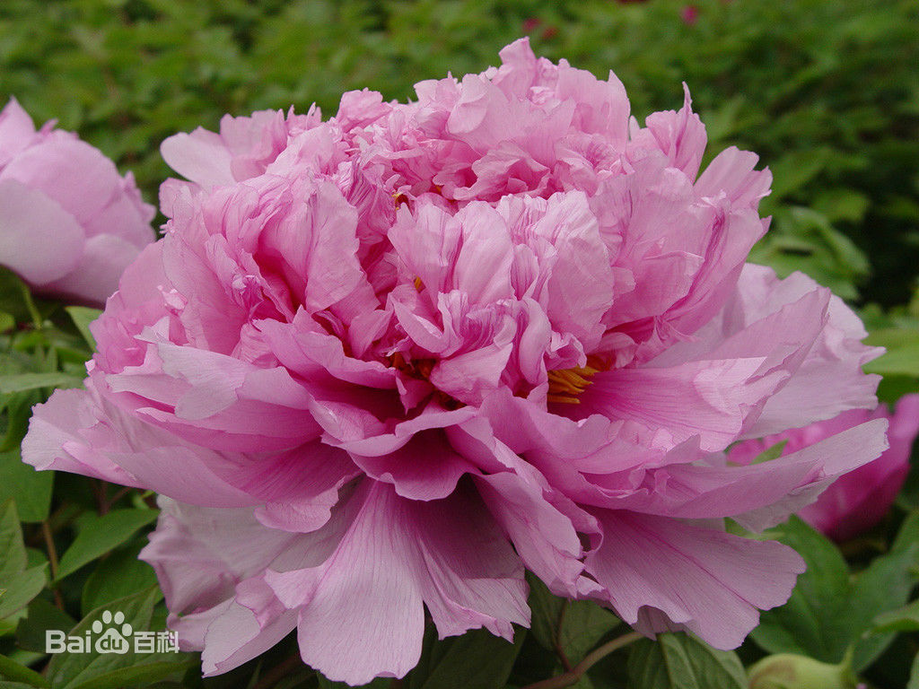 醉杨妃是牡丹名贵品种,开粉紫色花,盛开顶部为粉红色.