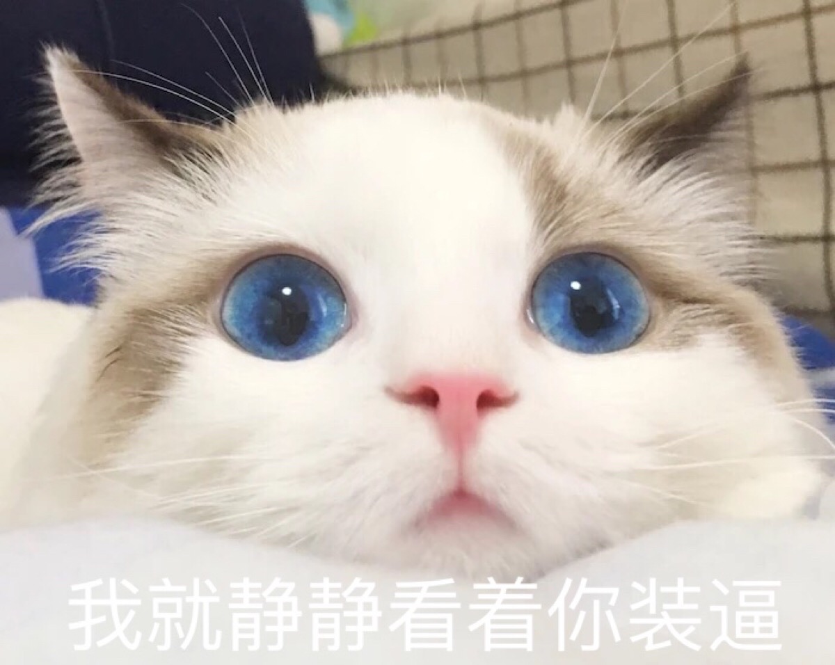 喵星人表情包,无水印