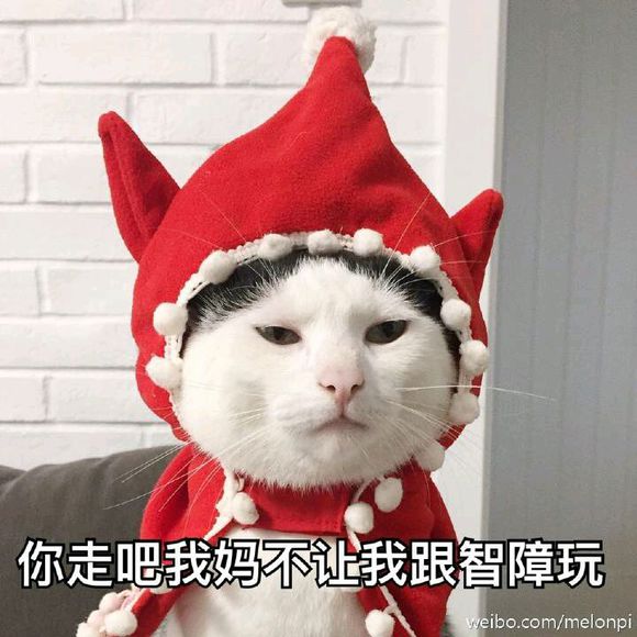猫咪表情包@熊扑奶团