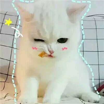 猫咪表情包@熊扑奶团