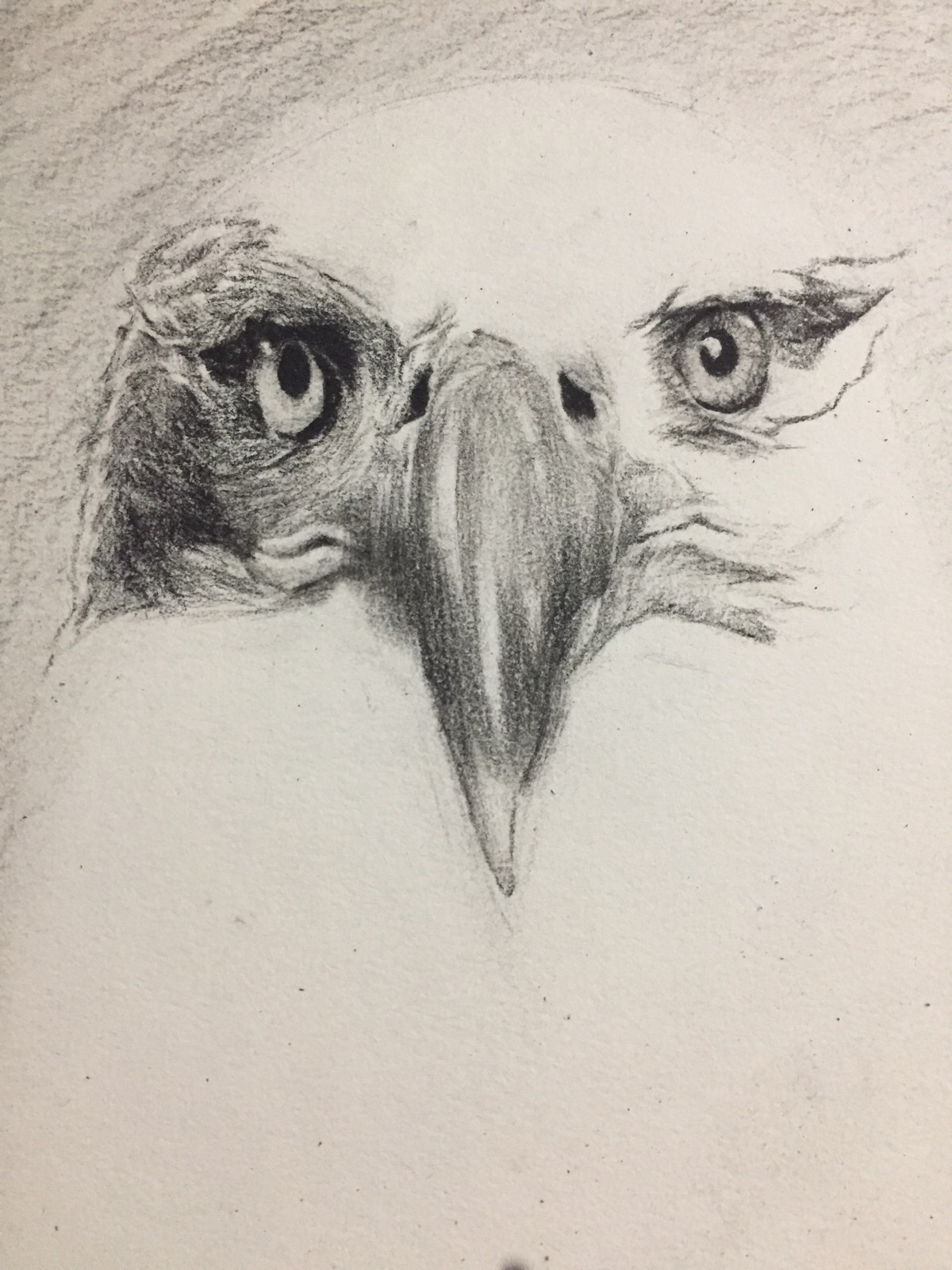 素描 动物 鹰 黑白画 手绘