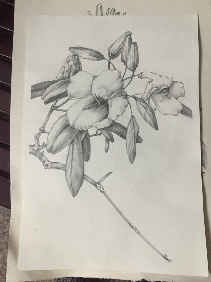 素描 植物 花卉 黑白画 手绘