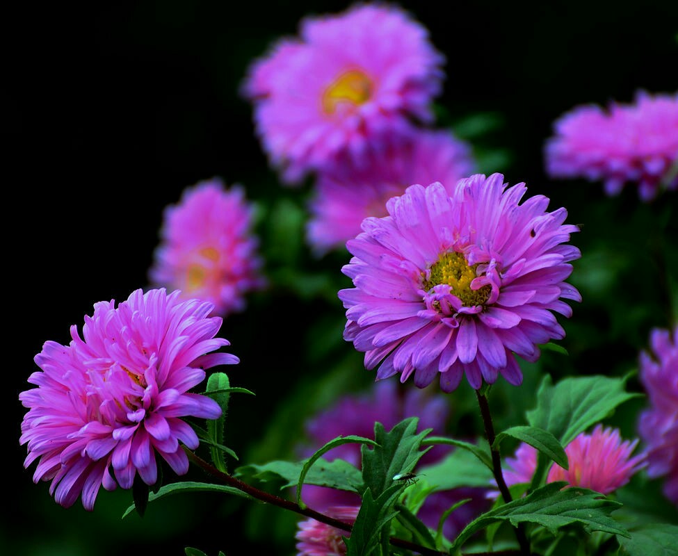 紫菊(学名:notoseris psilolepis)是菊科紫菊属的植物,为我国的特有