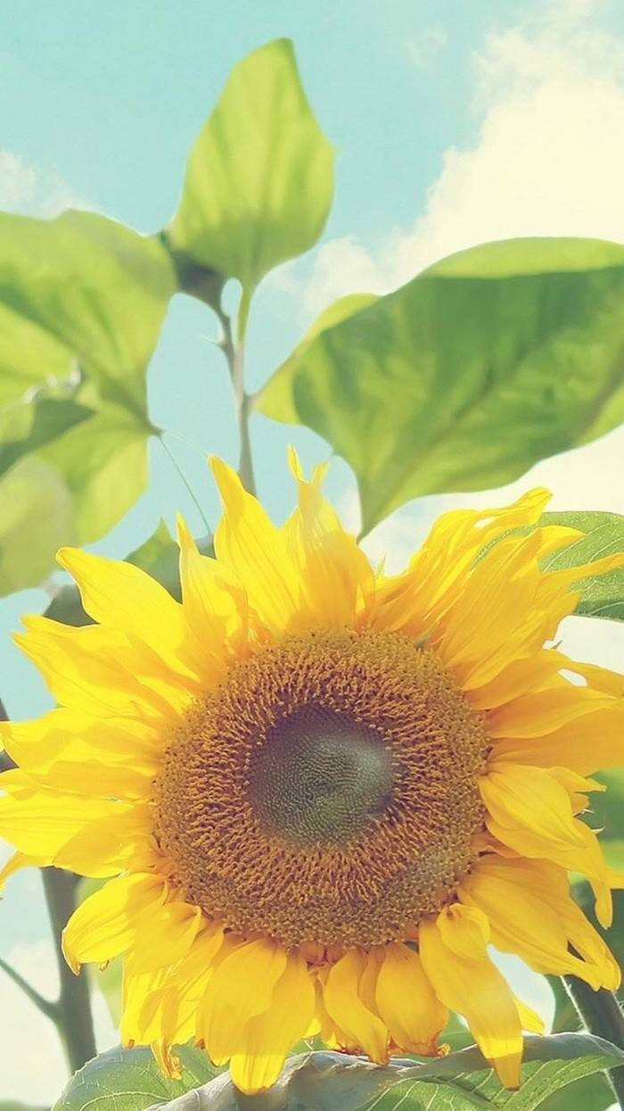 向日葵壁纸小清新 暖色调 温馨
