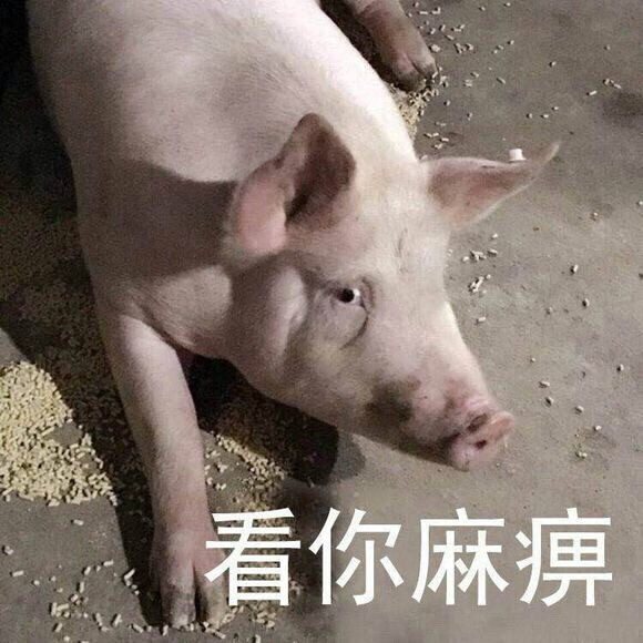 表情包 猪 看你麻痹