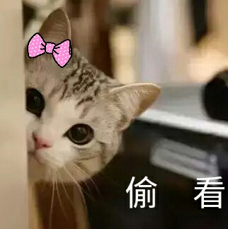 猫咪表情包