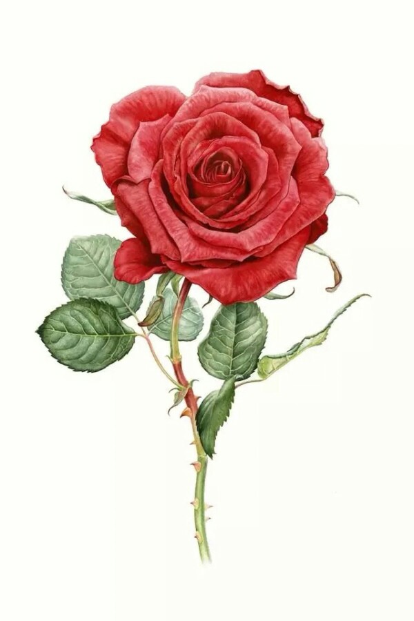 彩铅画 手绘玫瑰花