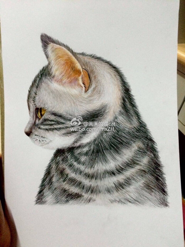 彩铅画 手绘猫咪