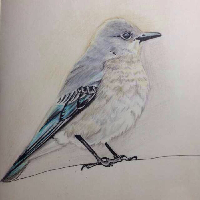 彩铅画 手绘鸟