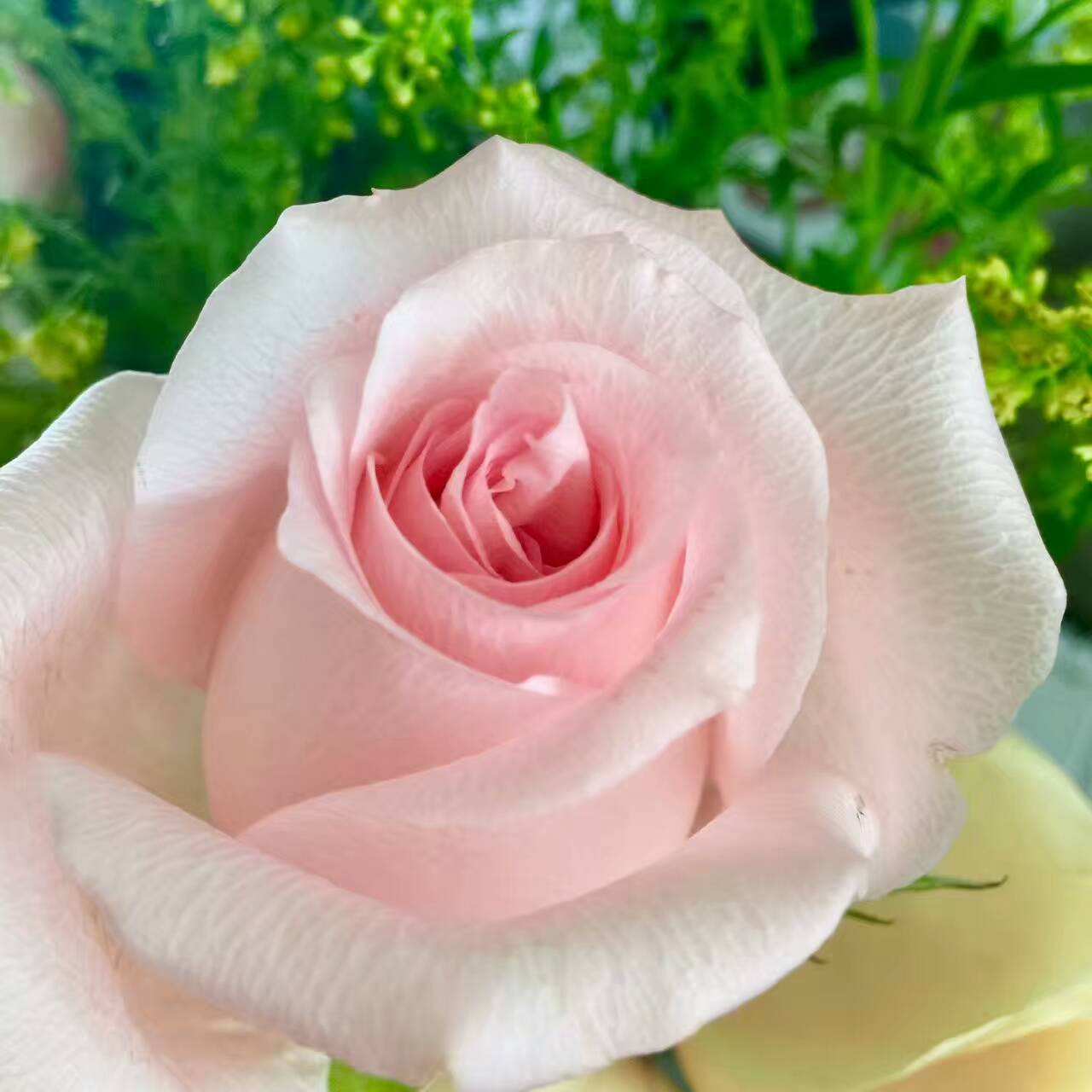 粉玫瑰 
