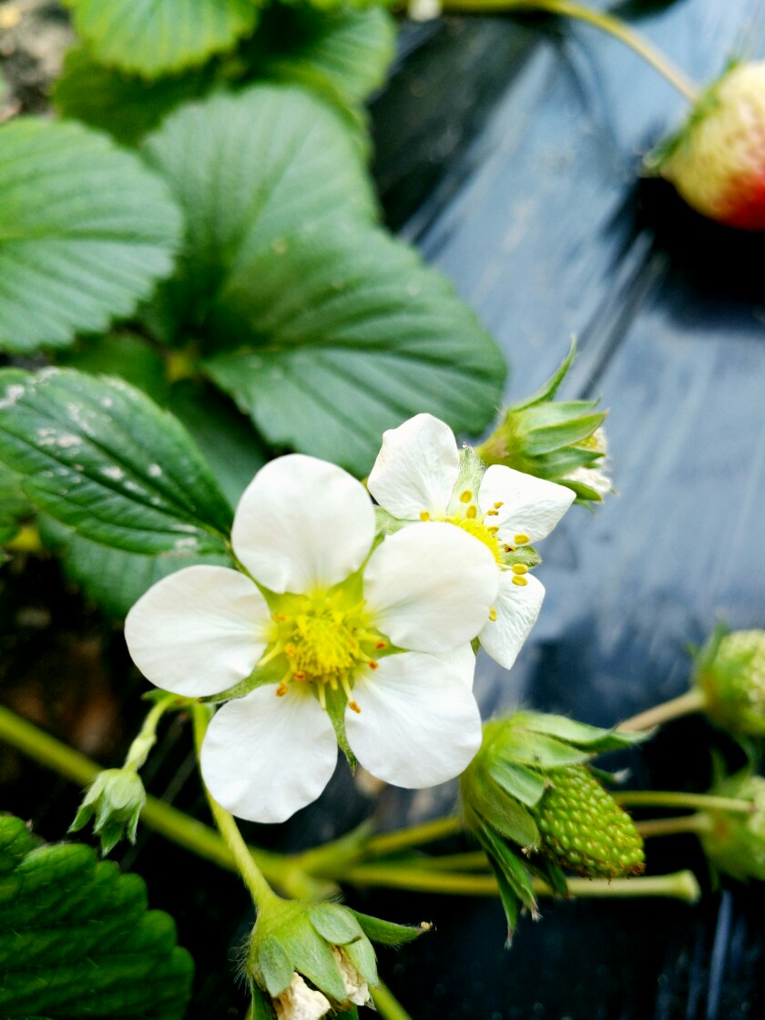 摘草莓~草莓花