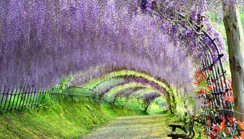 日本紫藤隧道位于日本北九州的河内富士花园.