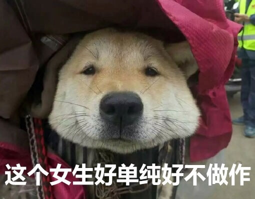 柴犬表情包