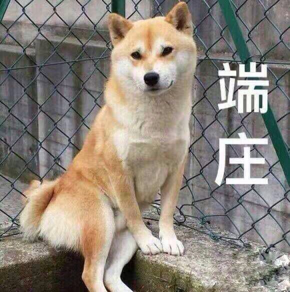 表情包 柴犬