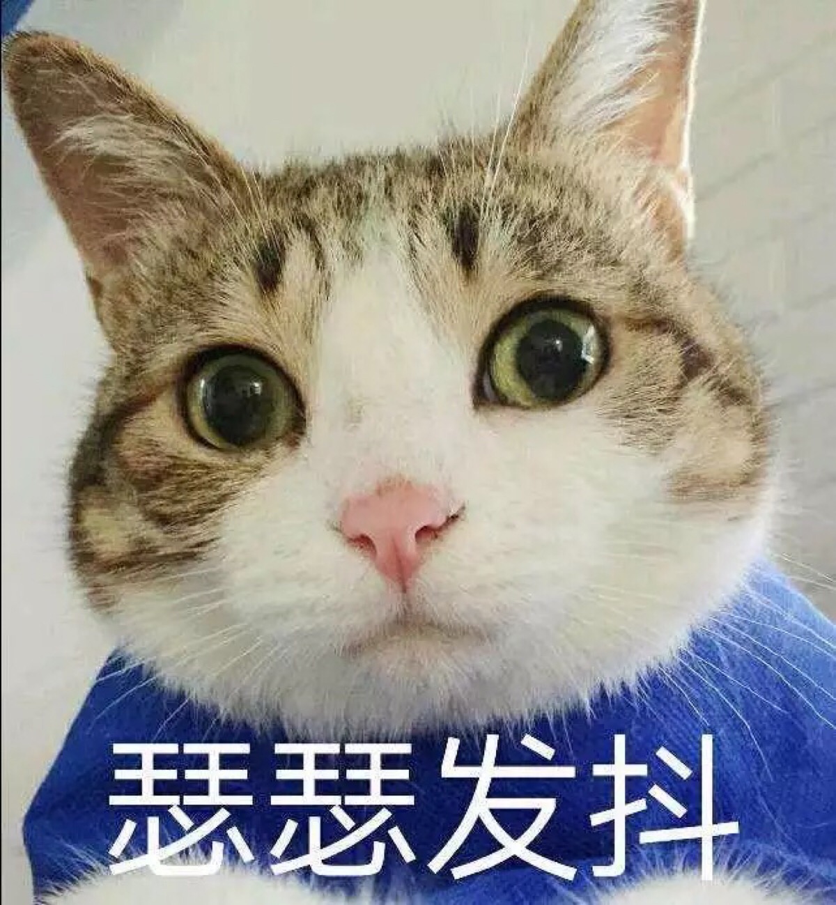 瑟瑟发抖