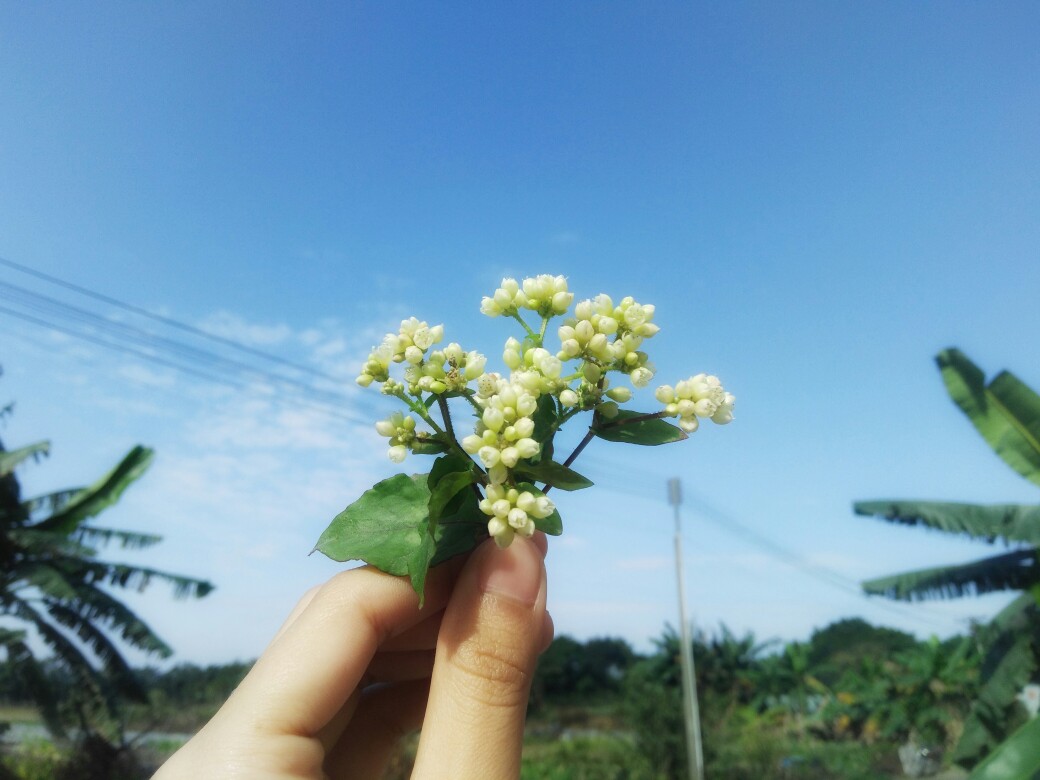 荞麦花 