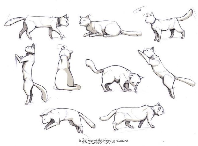 #绘画参考#猫的动态画法参考
