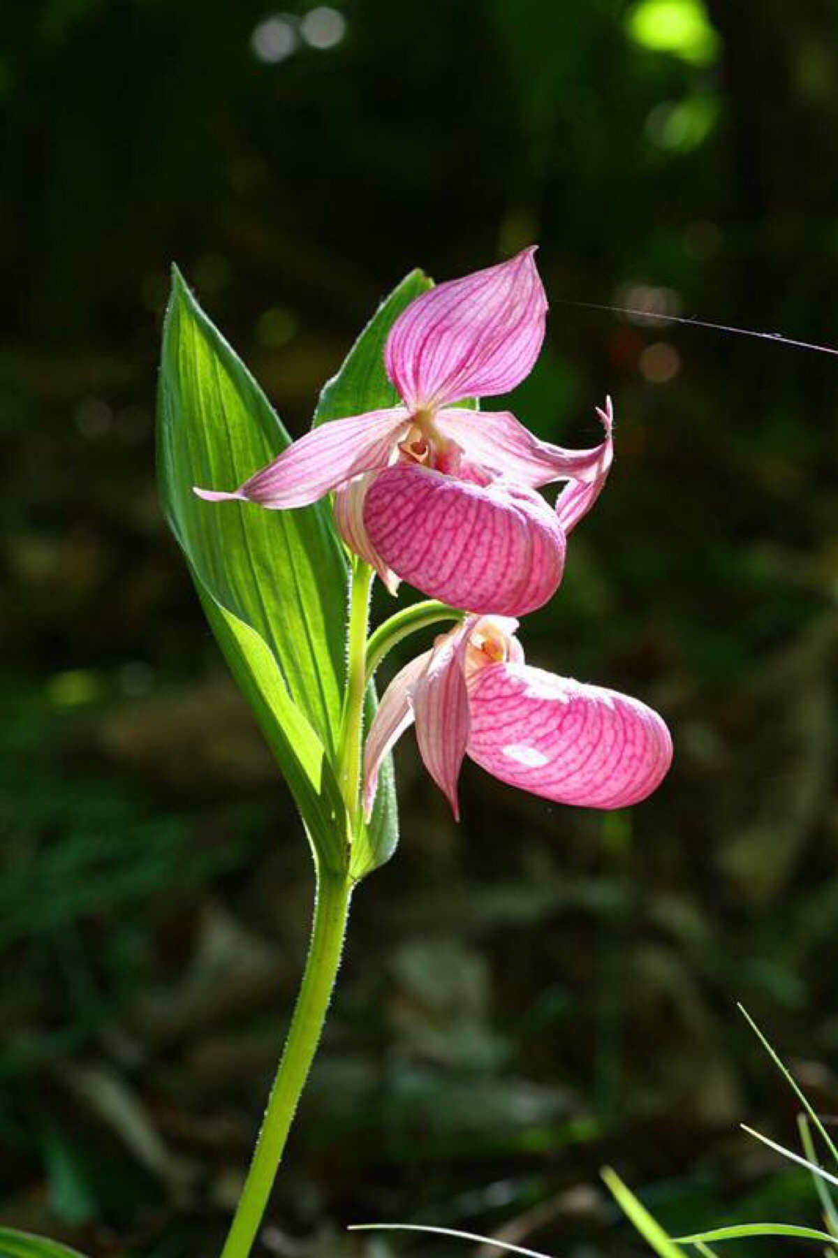 杓兰(学名:cypripedium calceolus l.