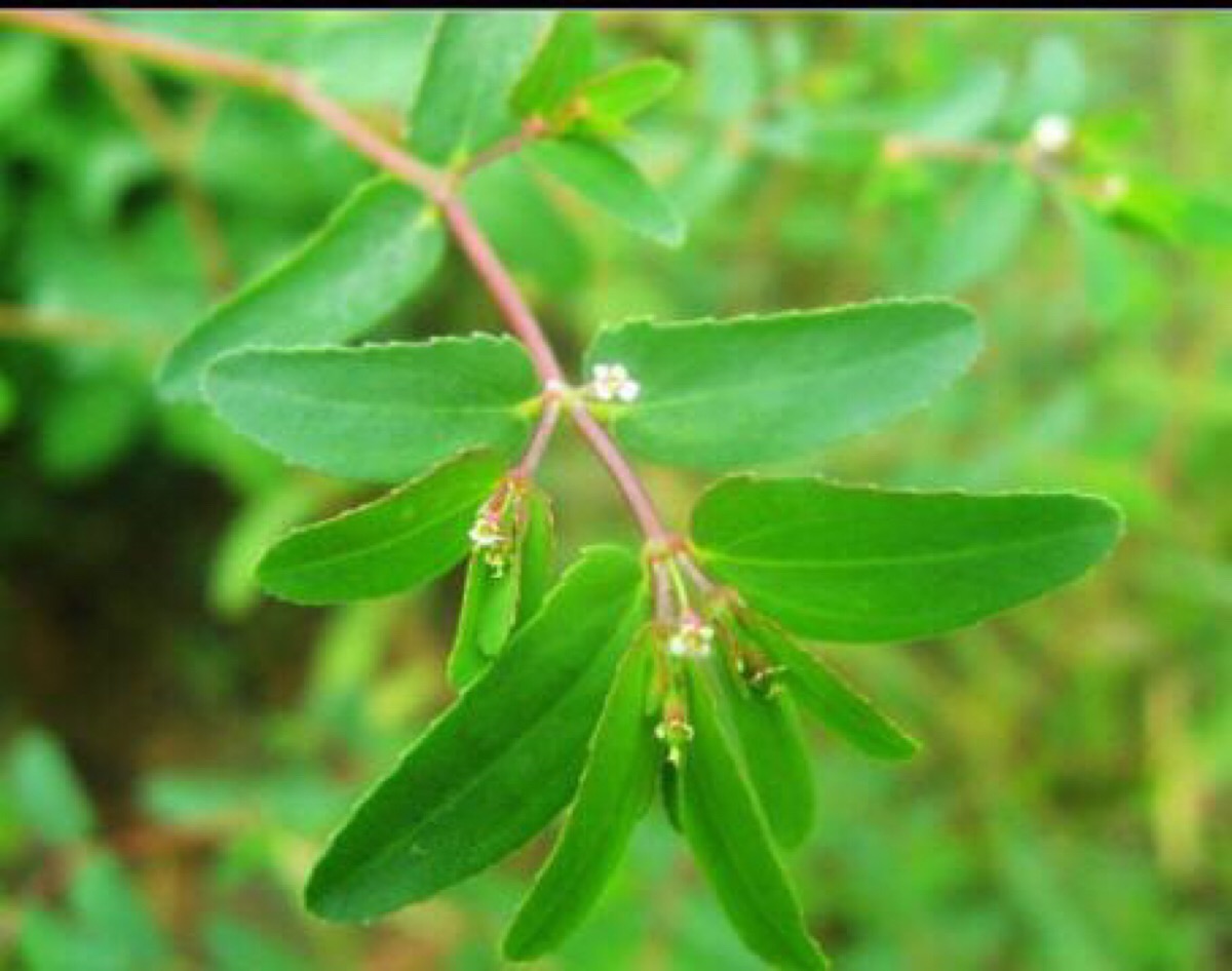 通奶草(学名:euphorbia hypericifolia)为大戟科大戟属的植物.