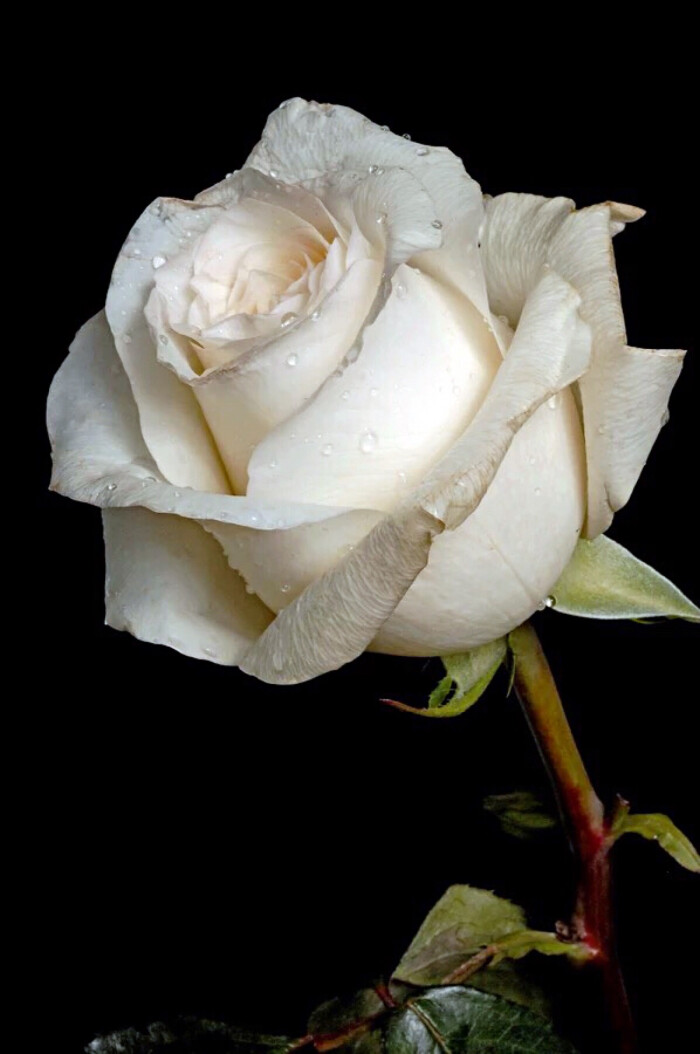 白玫瑰 