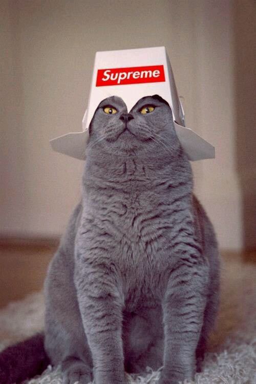 supreme壁纸@青蝎