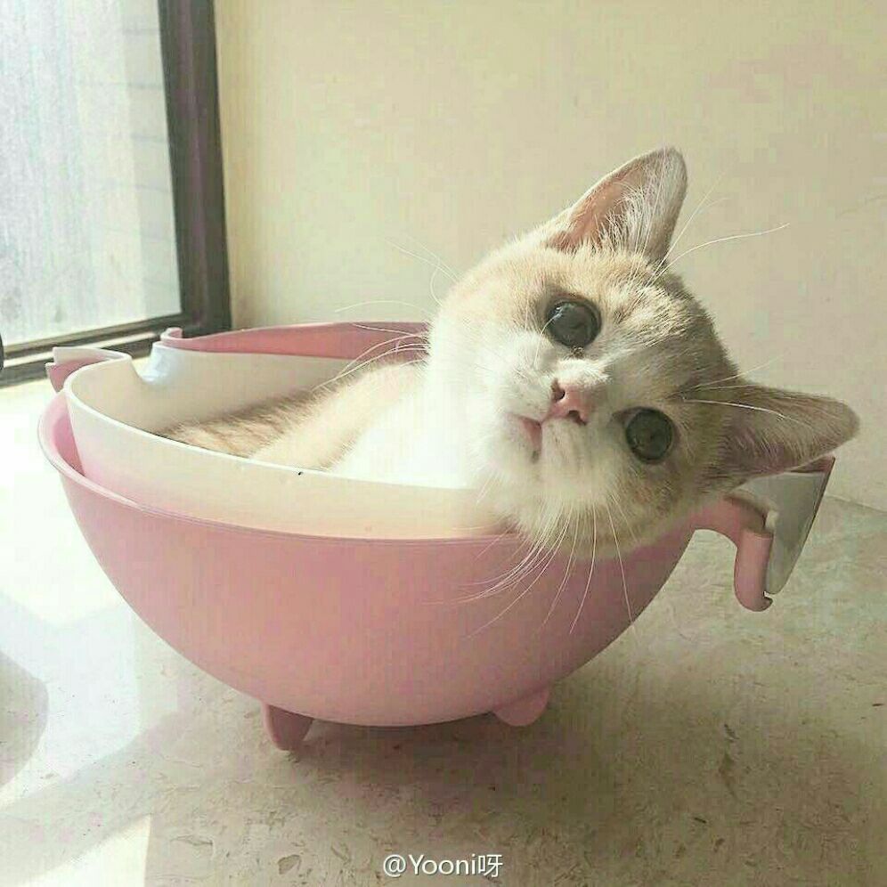 萌宠 猫咪 可爱 卖萌 表情包( )