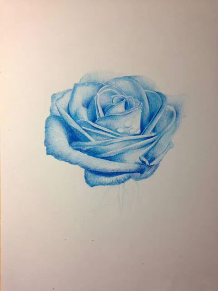 水彩之蓝玫瑰3