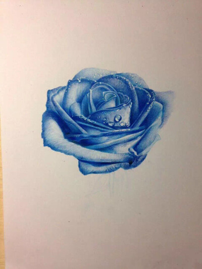 水彩之蓝玫瑰6