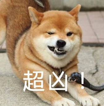 【柴犬系列】超凶