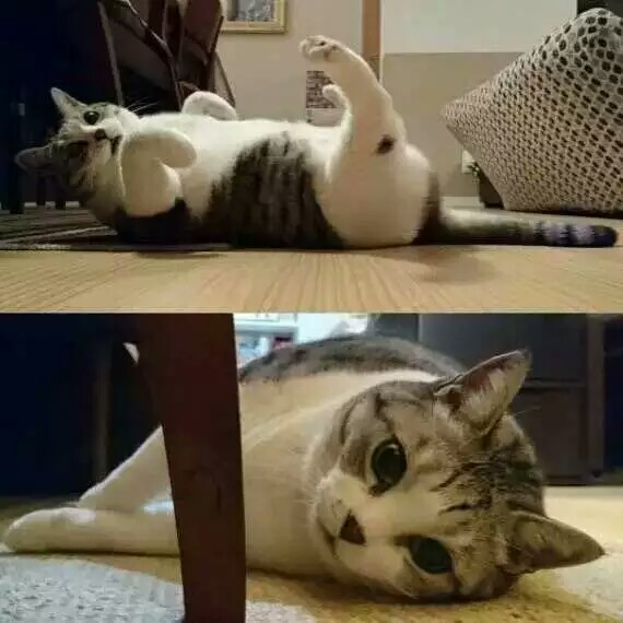 一只名叫yochigin猫主子的喵生哲学:啥也不干,就躺着