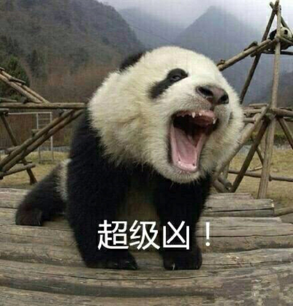 我真的很凶