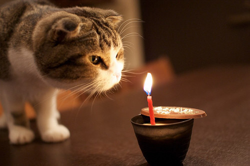萌宠 猫吹蜡烛 一对