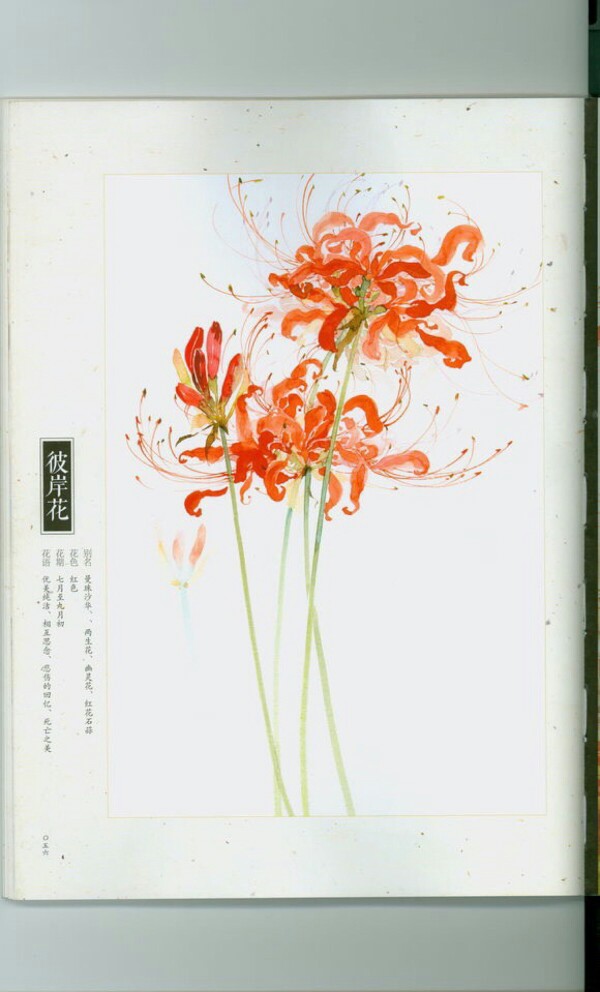 彼岸花 