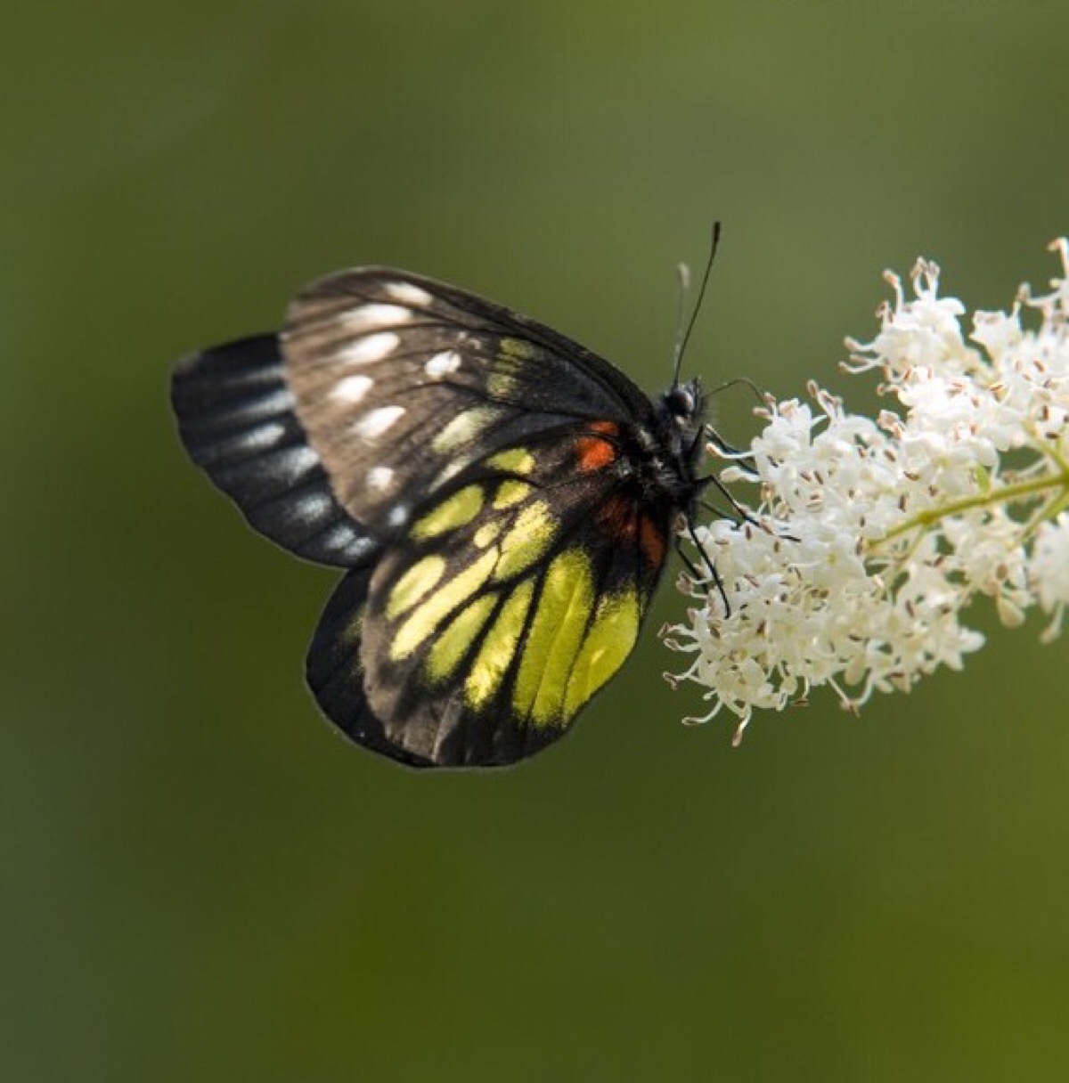 黑脉斑粉蝶(学名:delias eucharis)是一种中等个头的粉蝶科蝴蝶,生活