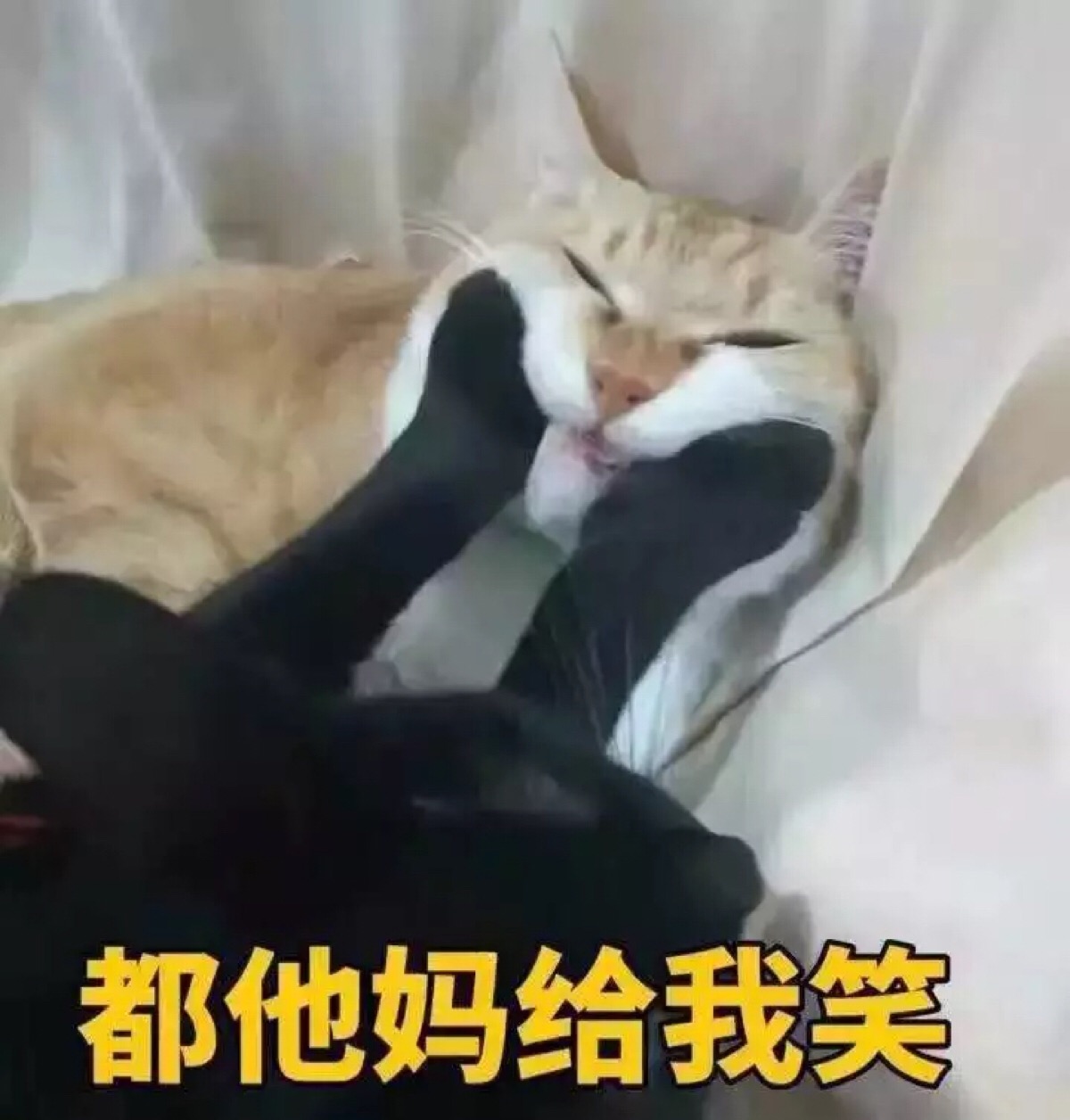 表情 猫猫狗狗.