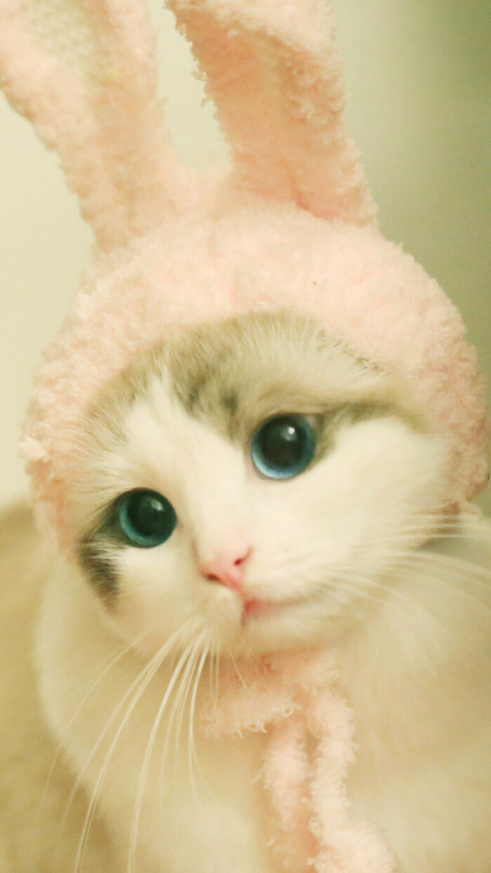 猫咪.壁纸.锁屏.是馒头吗?