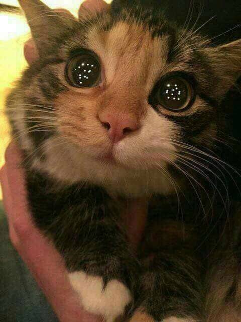 眼睛里有星星,猫咪萌宠表情包