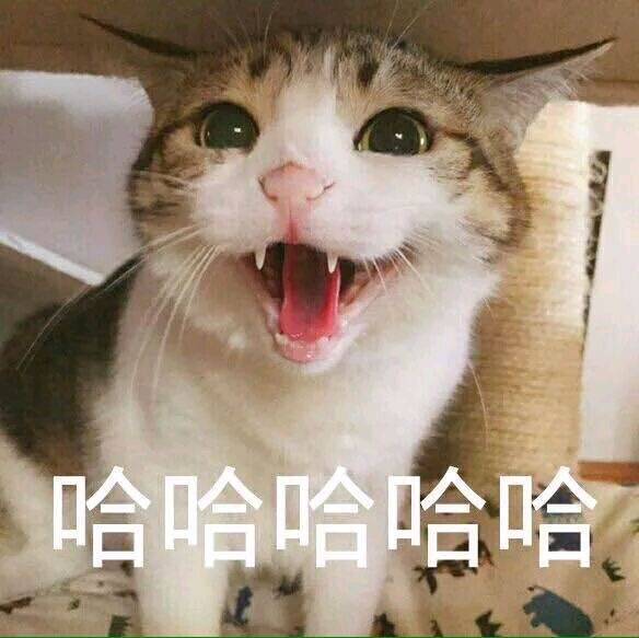 猫咪萌宠 哈哈哈表情包