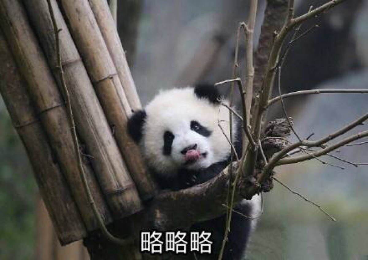 滚滚表情包