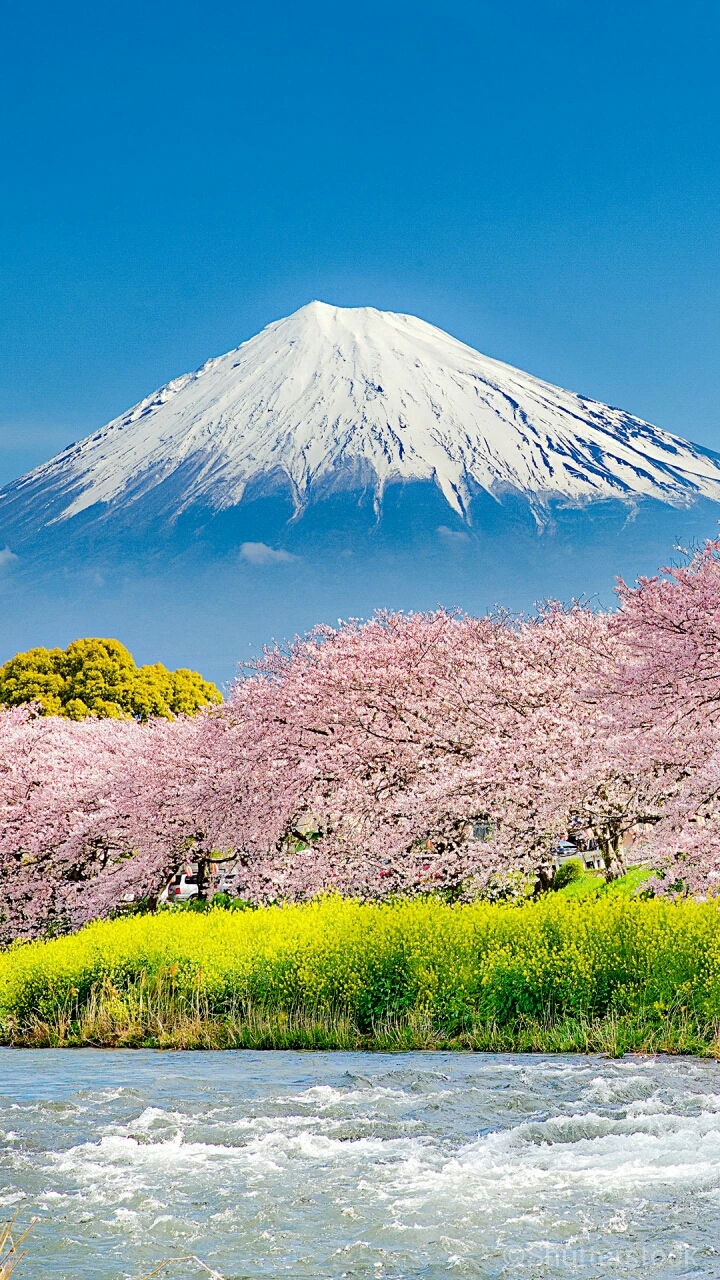 日本樱花祭